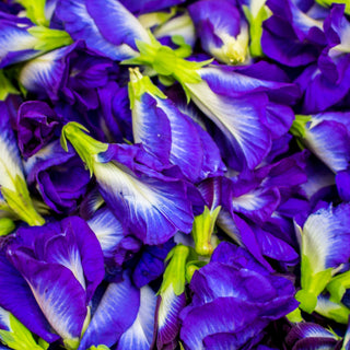 close up pictures of a Butterfly Pea Flower